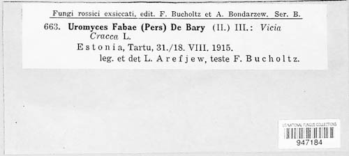 Uromyces viciae-fabae image